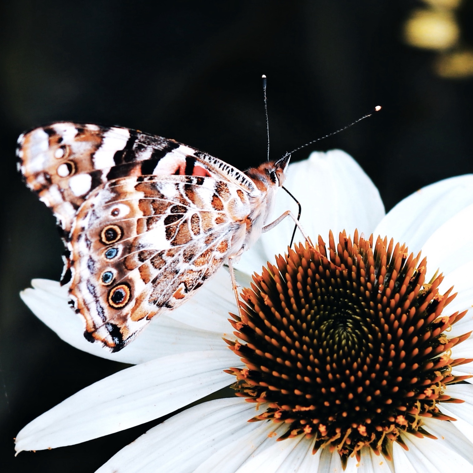 American Painted Lady